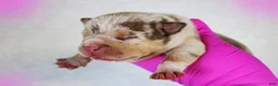American Bully dogs for sale: Chocolate Tri Merle Female - Ad 1
