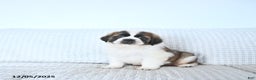 Saint Bernard dogs for sale: Jingle  - Ad 2