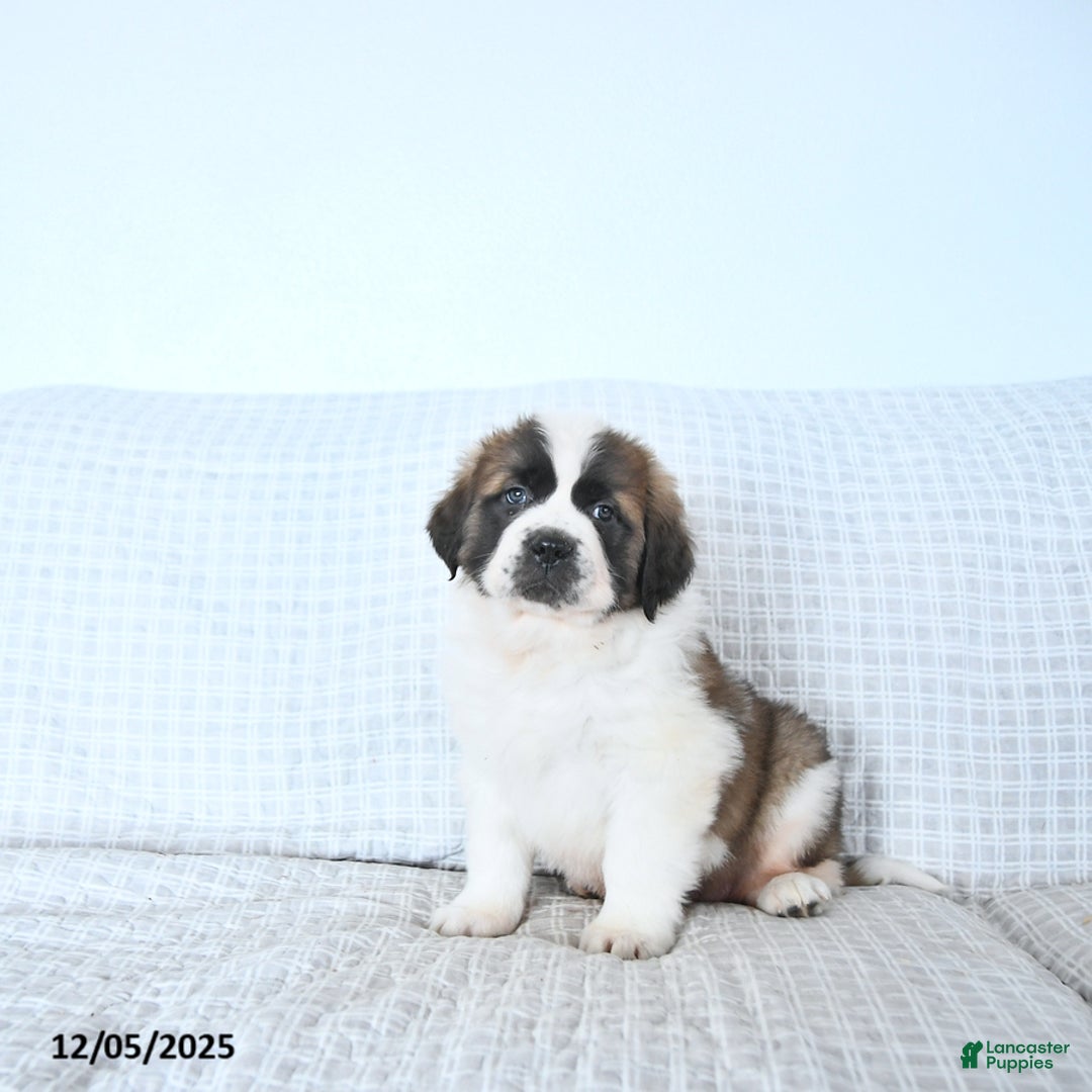 Saint Bernard dogs for sale: Jingle  - Ad 2