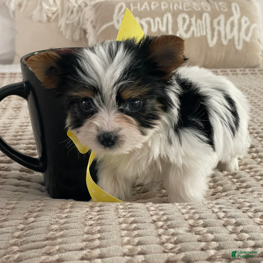 Biewer Terrier dogs for sale: Tiny Minnie - Ad 3