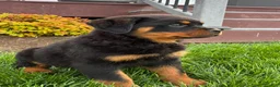 Rottweiler dogs for sale: Bonnie - Ad 3