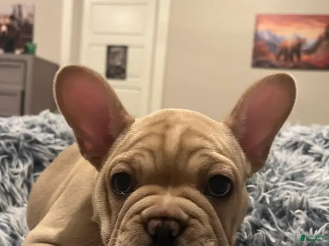 French Bulldog dogs French bulldog 2 - Ad 1