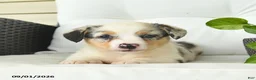 Welsh Corgi Pembroke dogs for sale: Beauty  - Ad 5