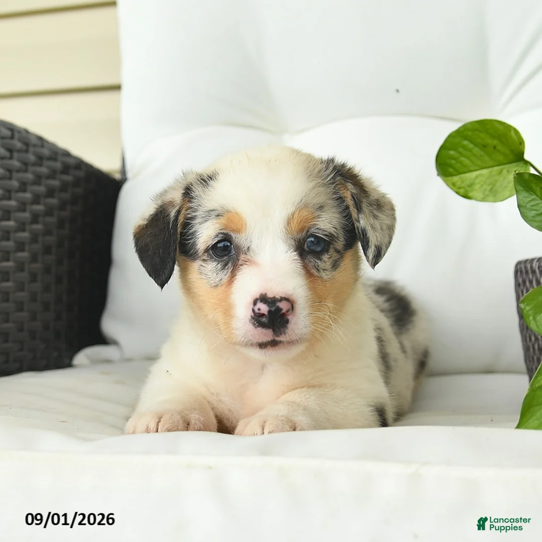 Welsh Corgi Pembroke dogs for sale: Beauty  - Ad 5