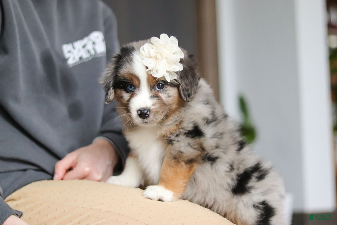 Miniature Australian Shepherd dogs for sale: Truffles - Ad 4