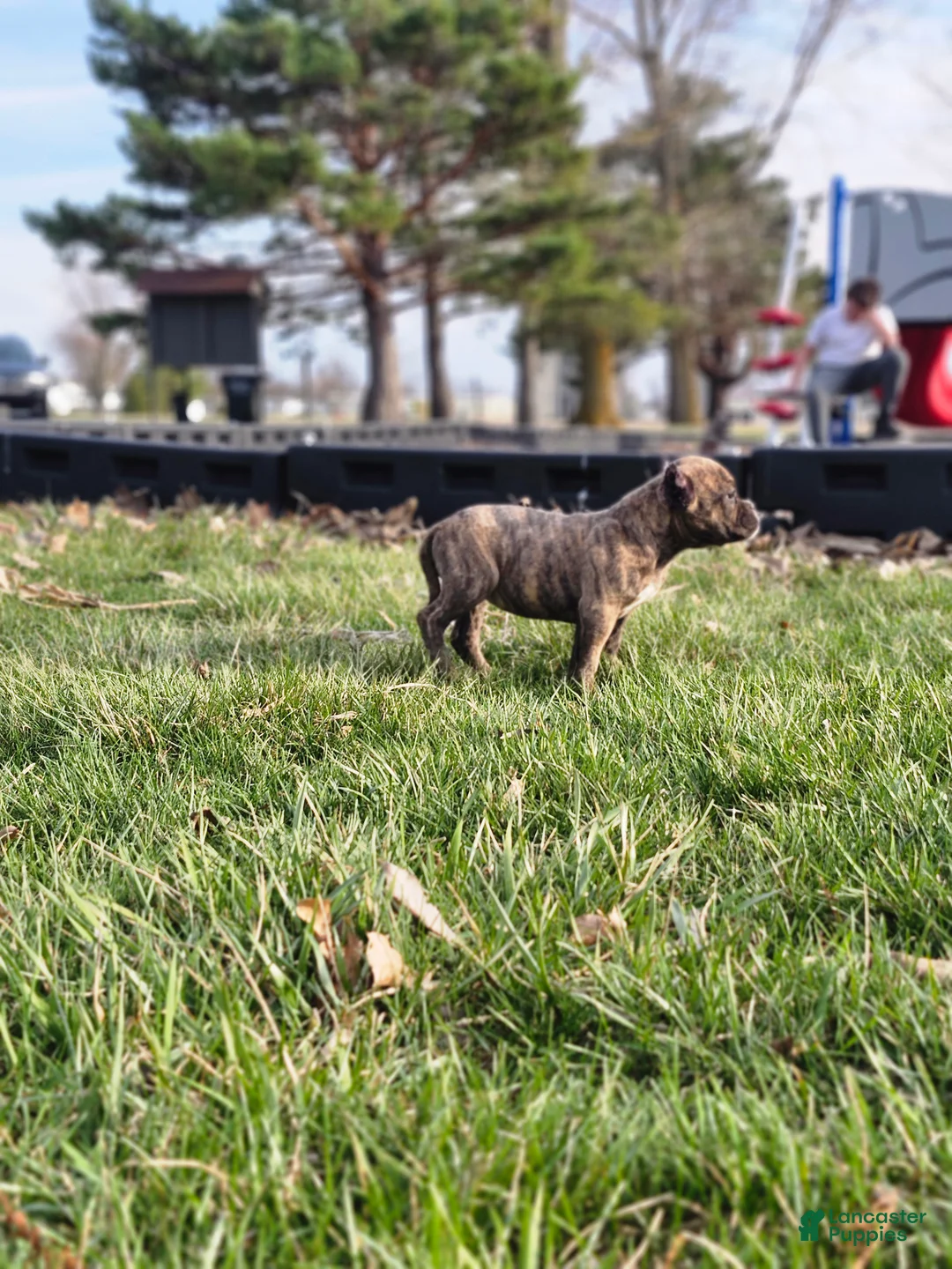 American Bully dogs for sale: American Bully Puppy 1 - Ad 2