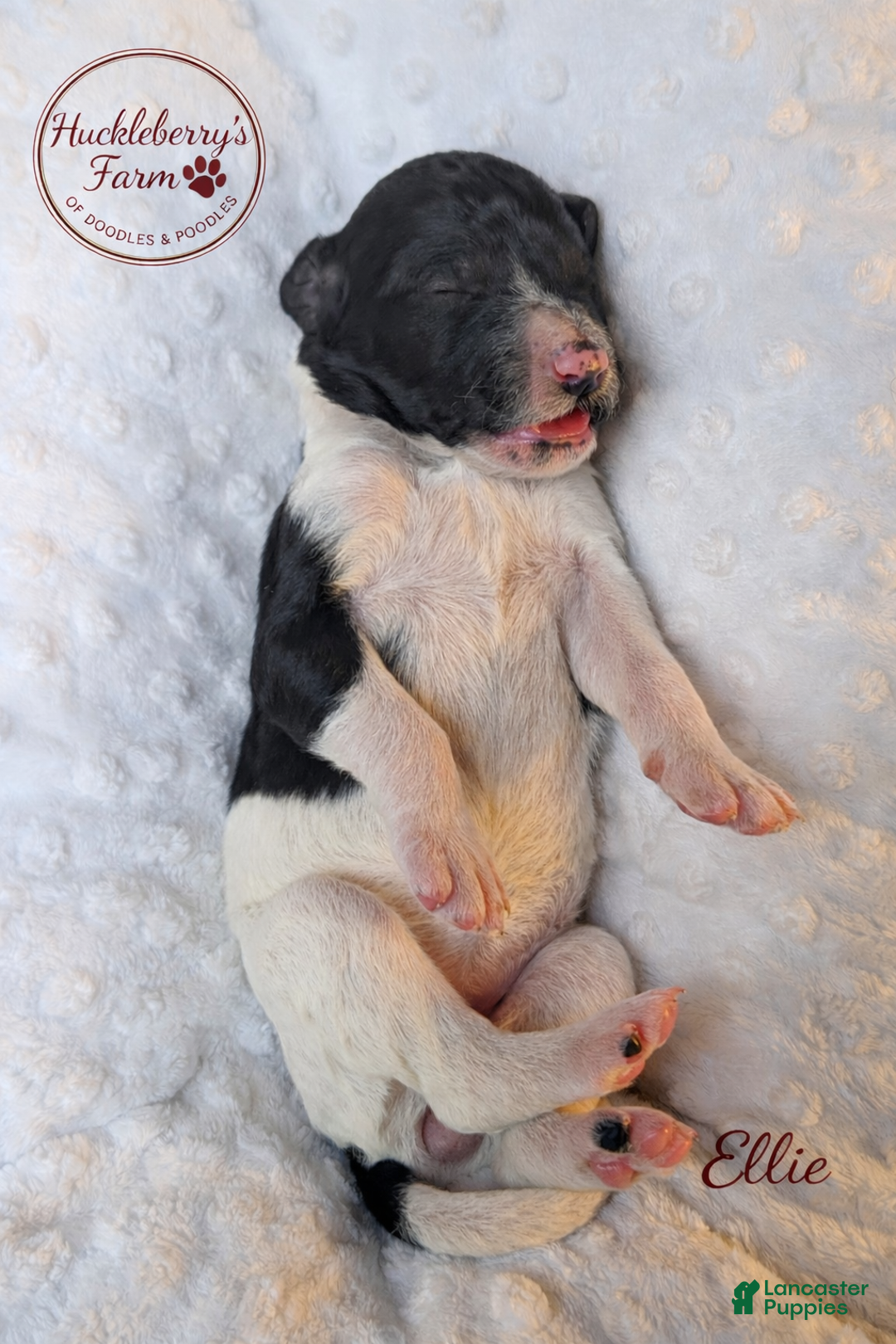 Goldendoodle dogs for sale: Ellie F1B - Ad 2