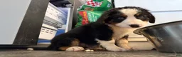 Bernese Mountain Dog dogs for sale: CamoGreen - Ad 22