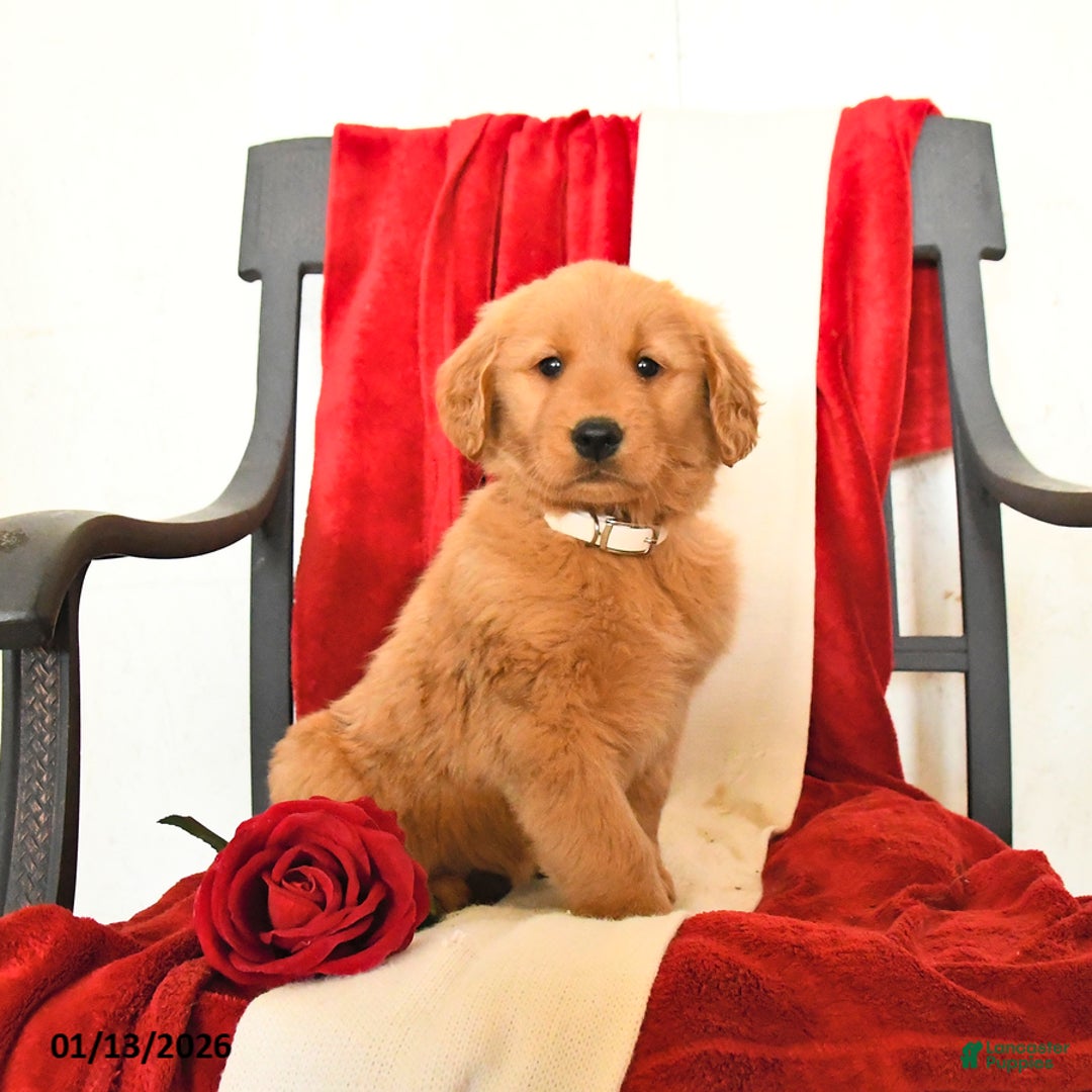 Golden Retriever dogs for sale: Judeth - Ad 1