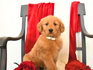 Golden Retriever dogs Judeth - Ad 6