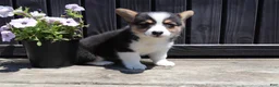 Welsh Corgi Pembroke dogs for sale: Ruby - Ad 5