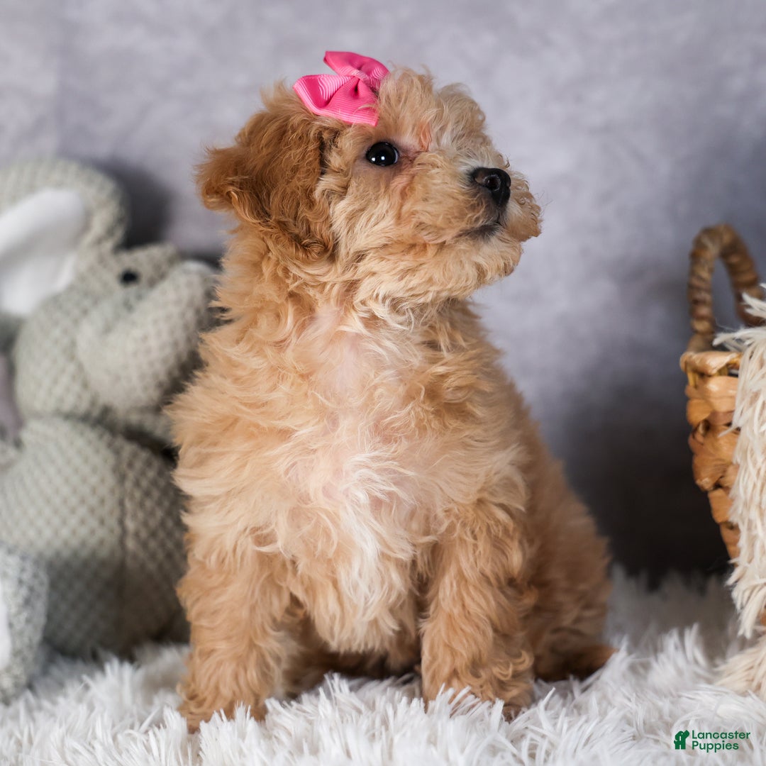 Shihpoo dogs for sale: Eleanor - Ad 15