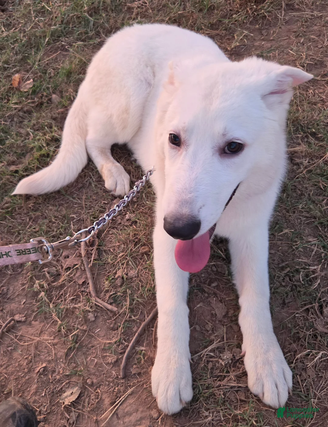 German Shepherd dogs for sale: German Shepherd 3 - Ad 2
