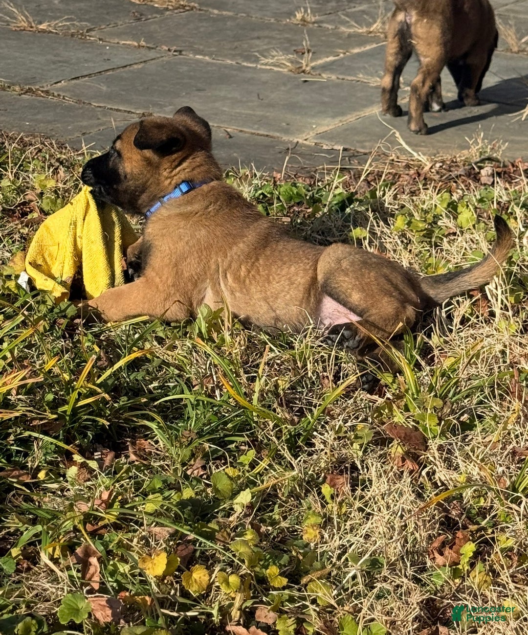 Belgian Malinois dogs for sale: Belgian Malinois Puppy 1 - Ad 4