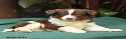 Miniature Australian Shepherd dogs for sale: Sadie - Ad 5