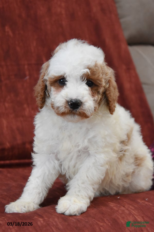 Cavapoo dogs Russell - Ad 1