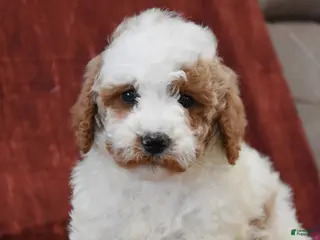 Cavapoo dogs for sale: Russell - Ad 1