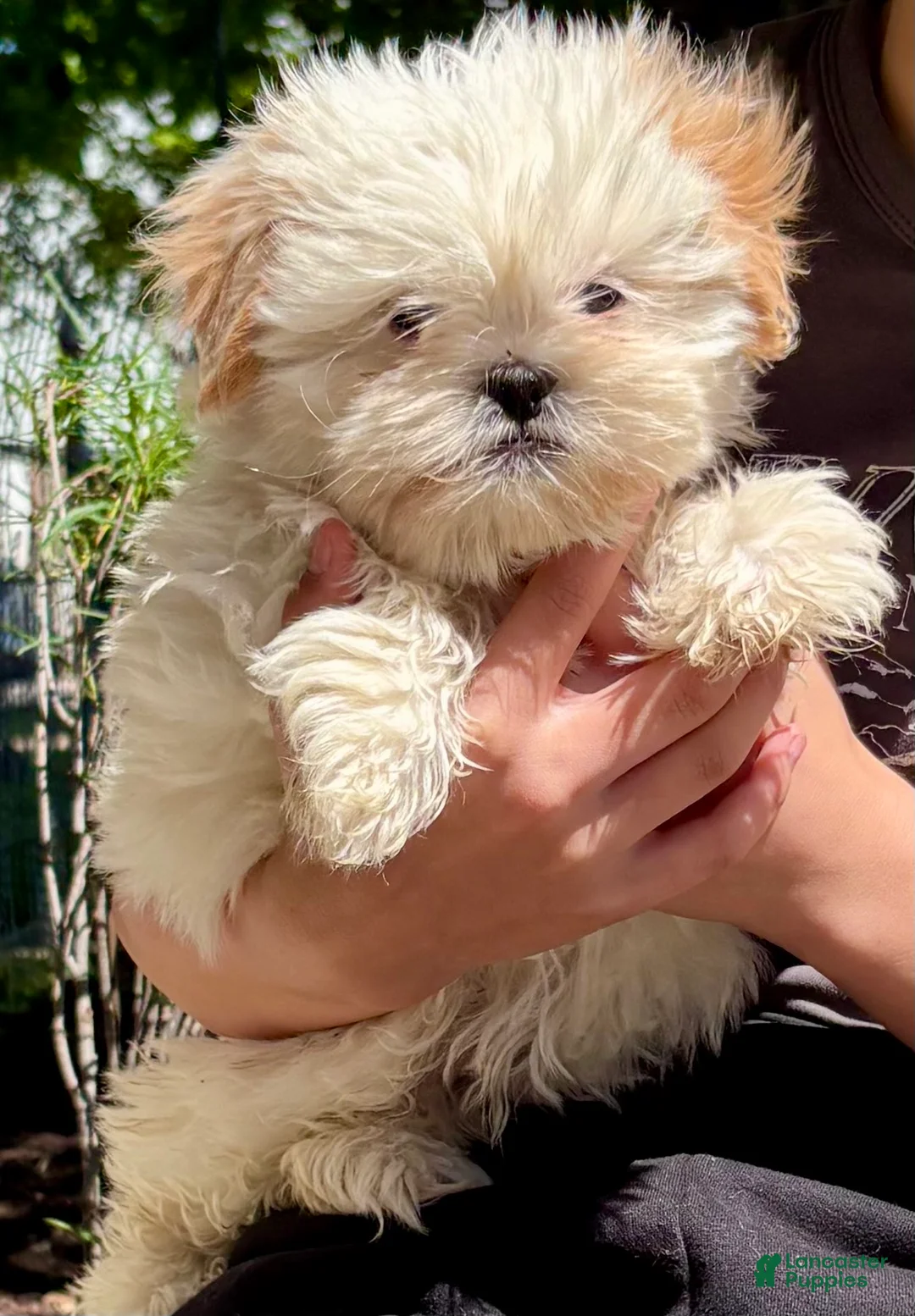 Shih Tzu dogs for sale: Cuddles  - Ad 2