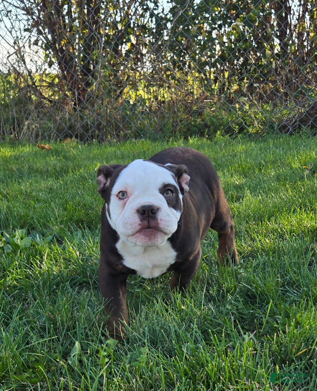 Olde English Bulldogge dogs for sale: Olde English Bulldogge Puppy Jack - Ad 2