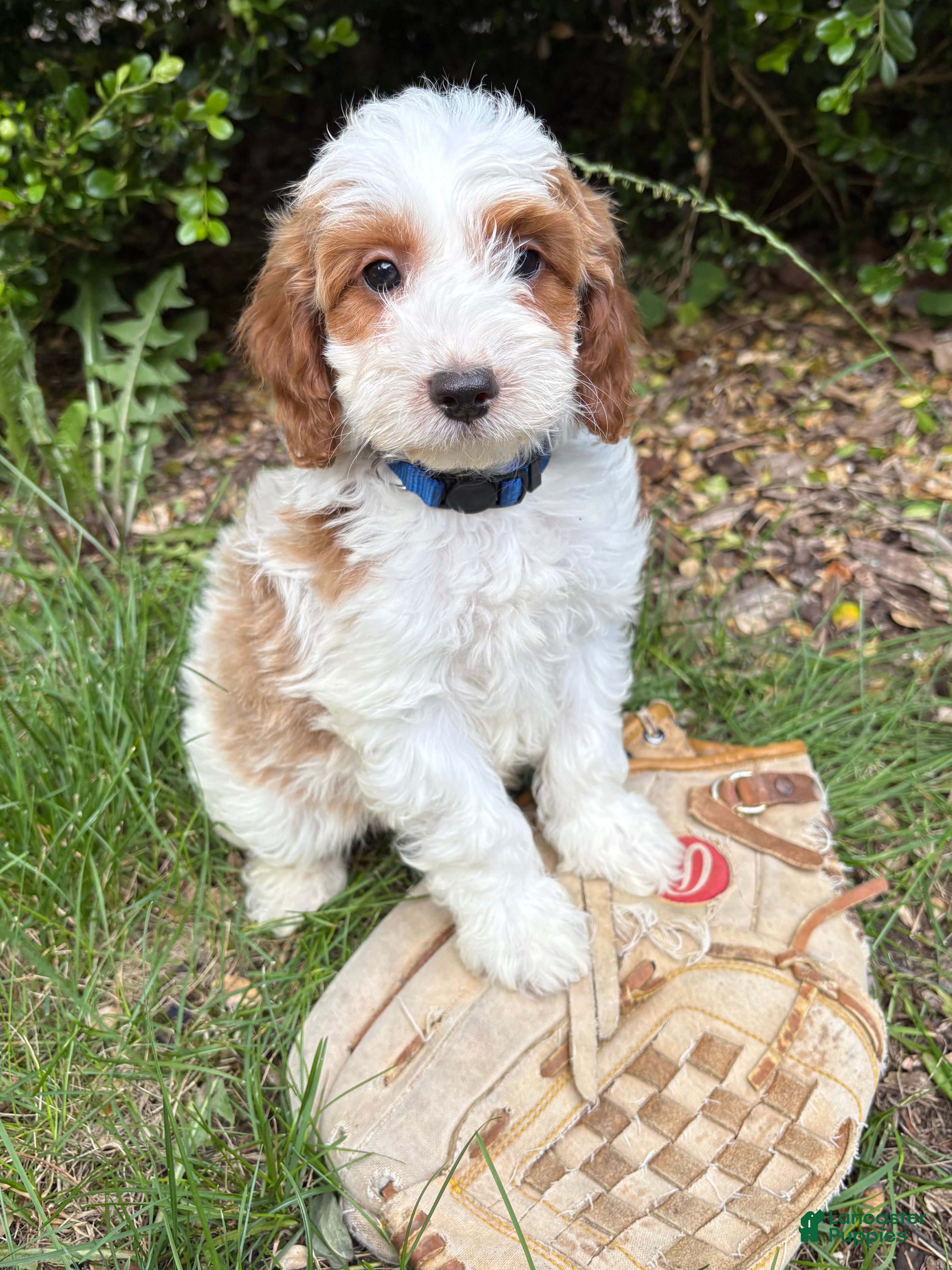 Goldendoodle dogs Abe  - Ad 2