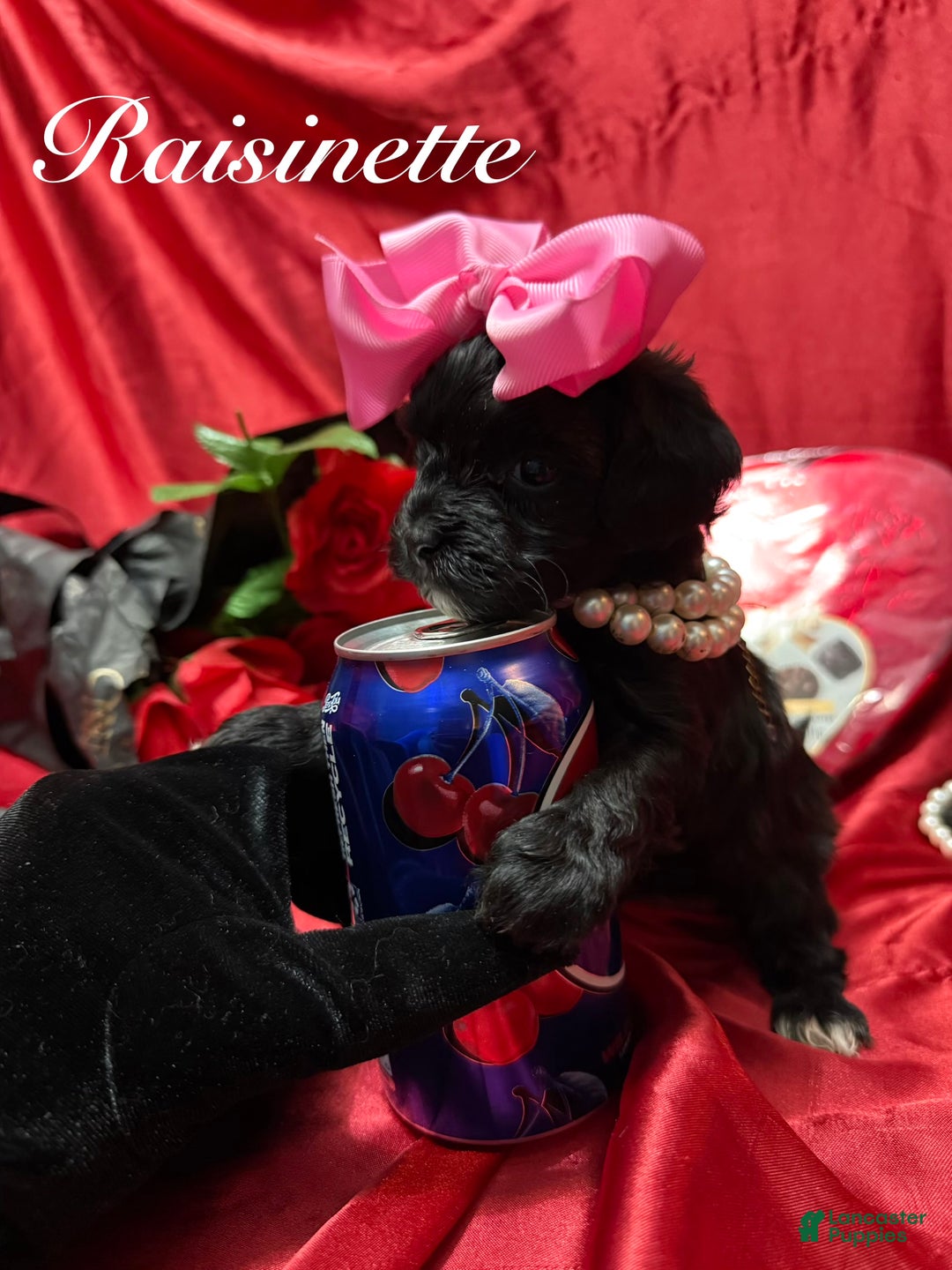 Yorkiepoo dogs for sale: Raisinette  - Ad 5