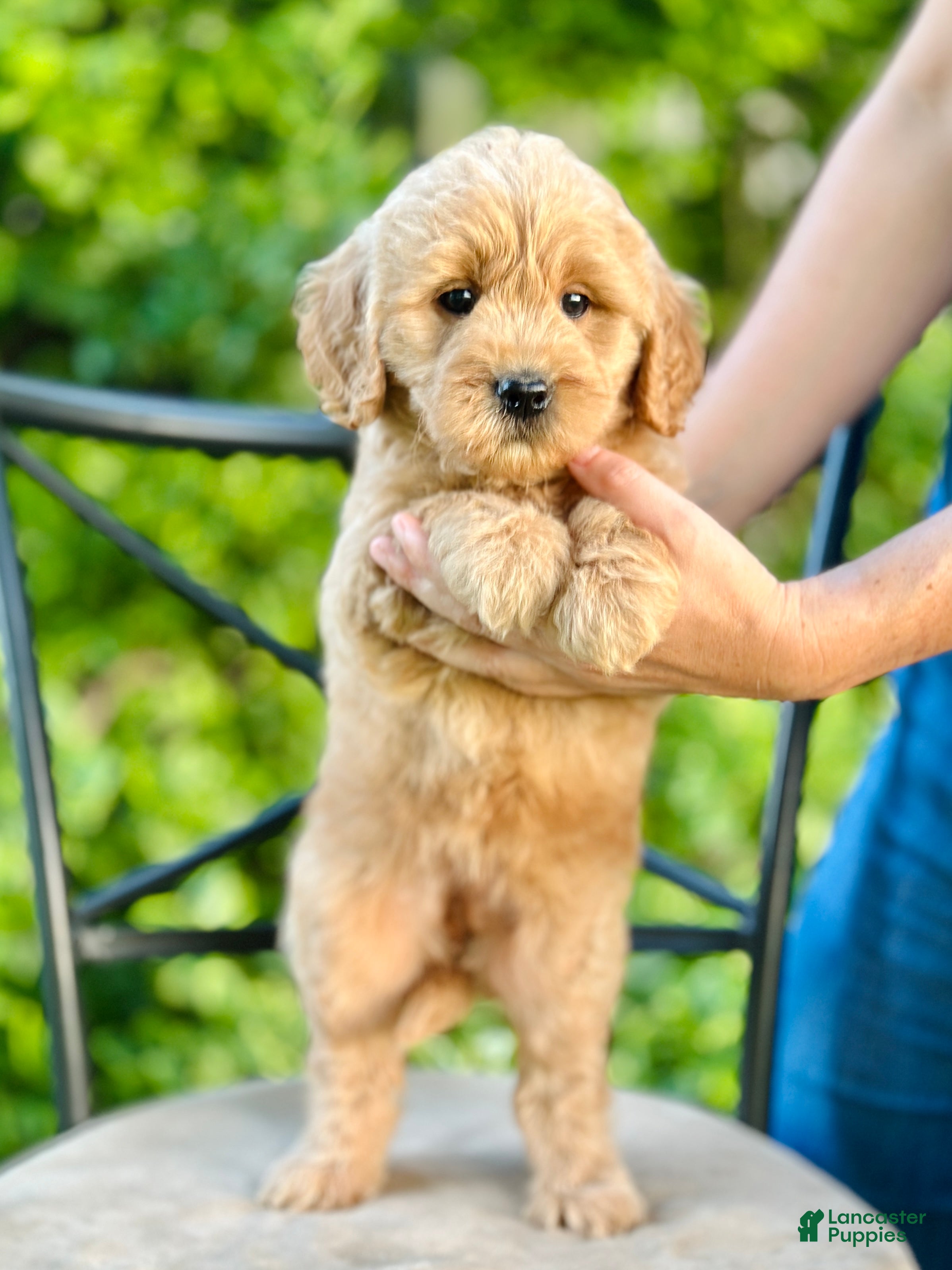 Mini Goldendoodle dogs Faye - Ad 1