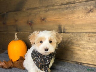 Maltipoo dogs - Ad 38