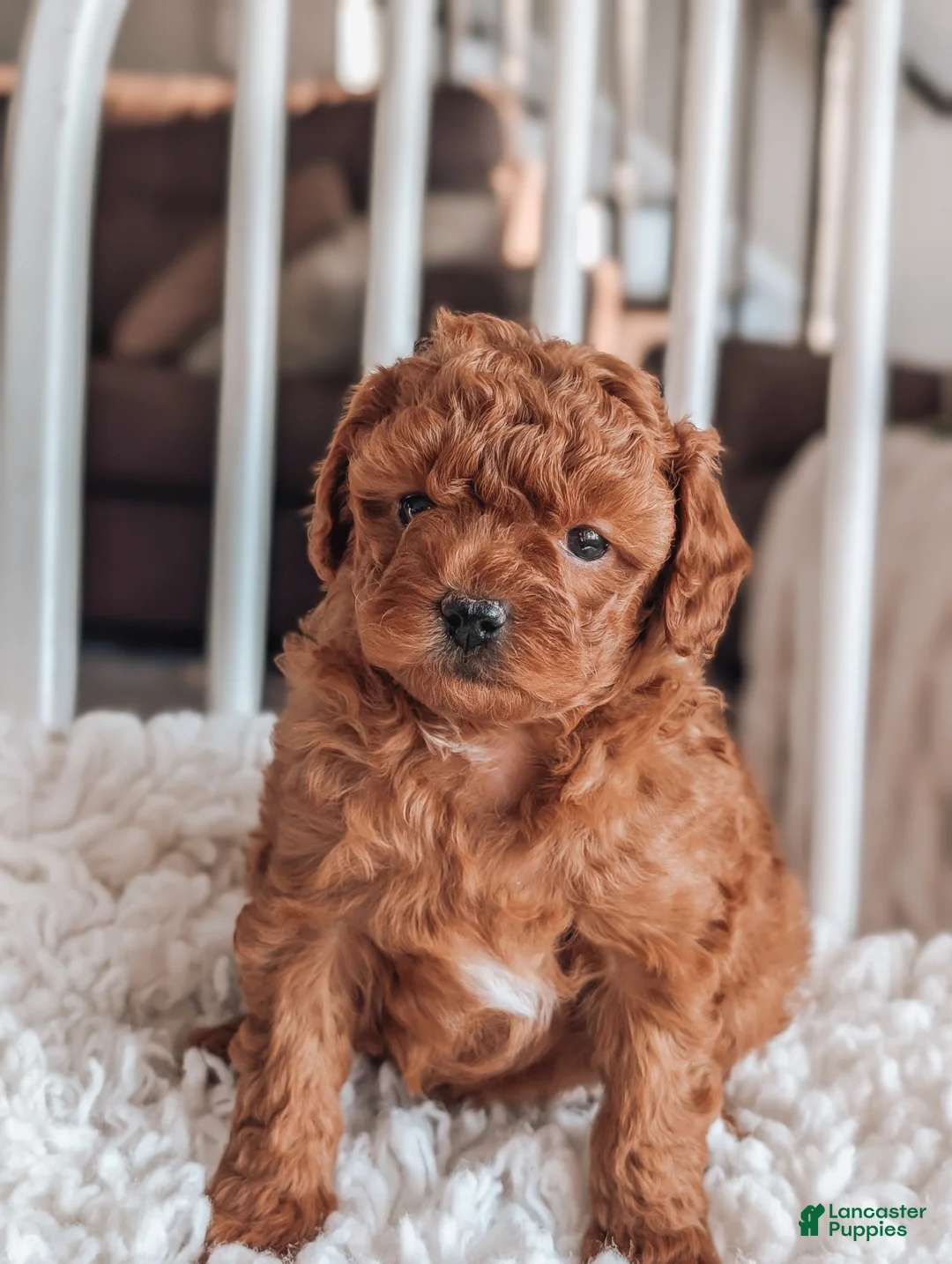Maltipoo dogs for sale: Jewel - Ad 3