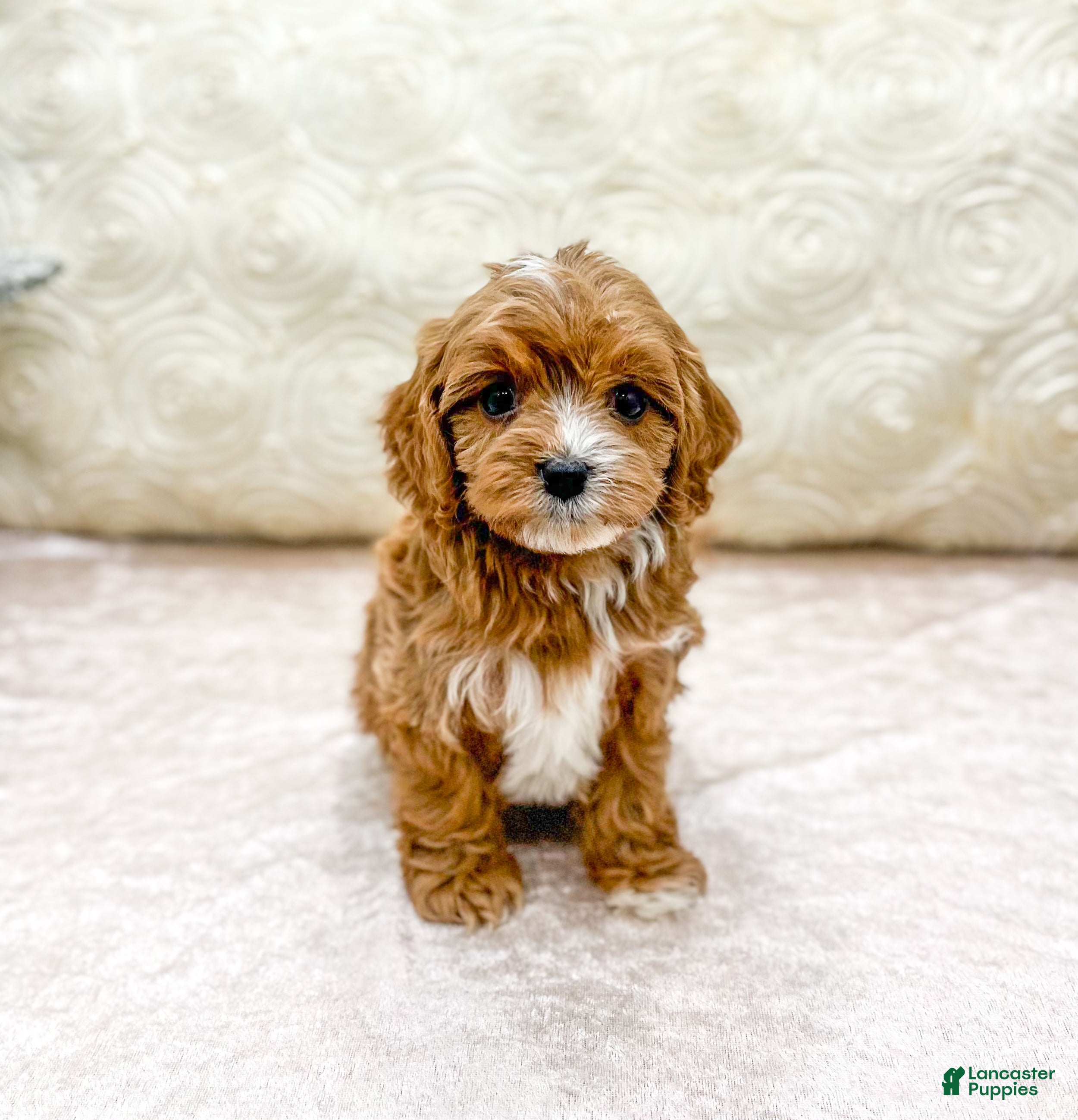 Cavapoo dogs Emma - Ad 33