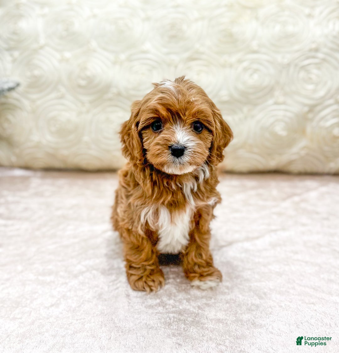 Cavapoo dogs for sale: Emma - Ad 1