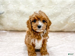 Cavapoo dogs Emma - Ad 23