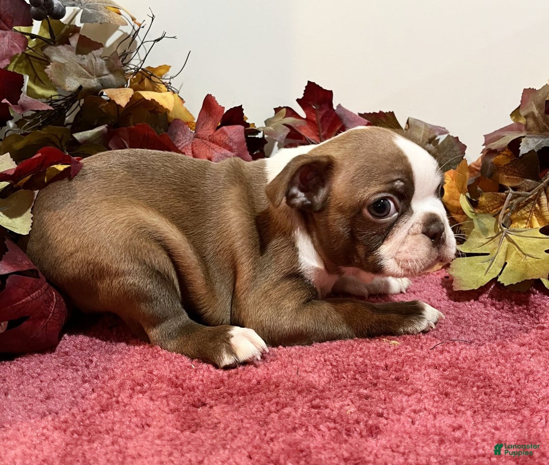 Boston Terrier dogs for sale: Duke - Ad 4