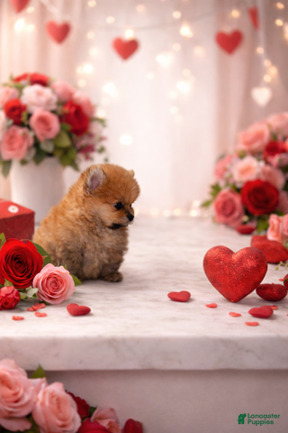 Pomeranian dogs Tiny - Ad 1