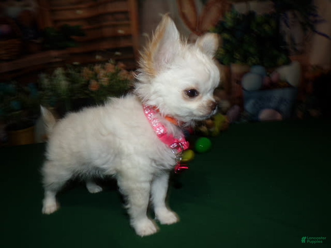 Gallery Image {{count}}