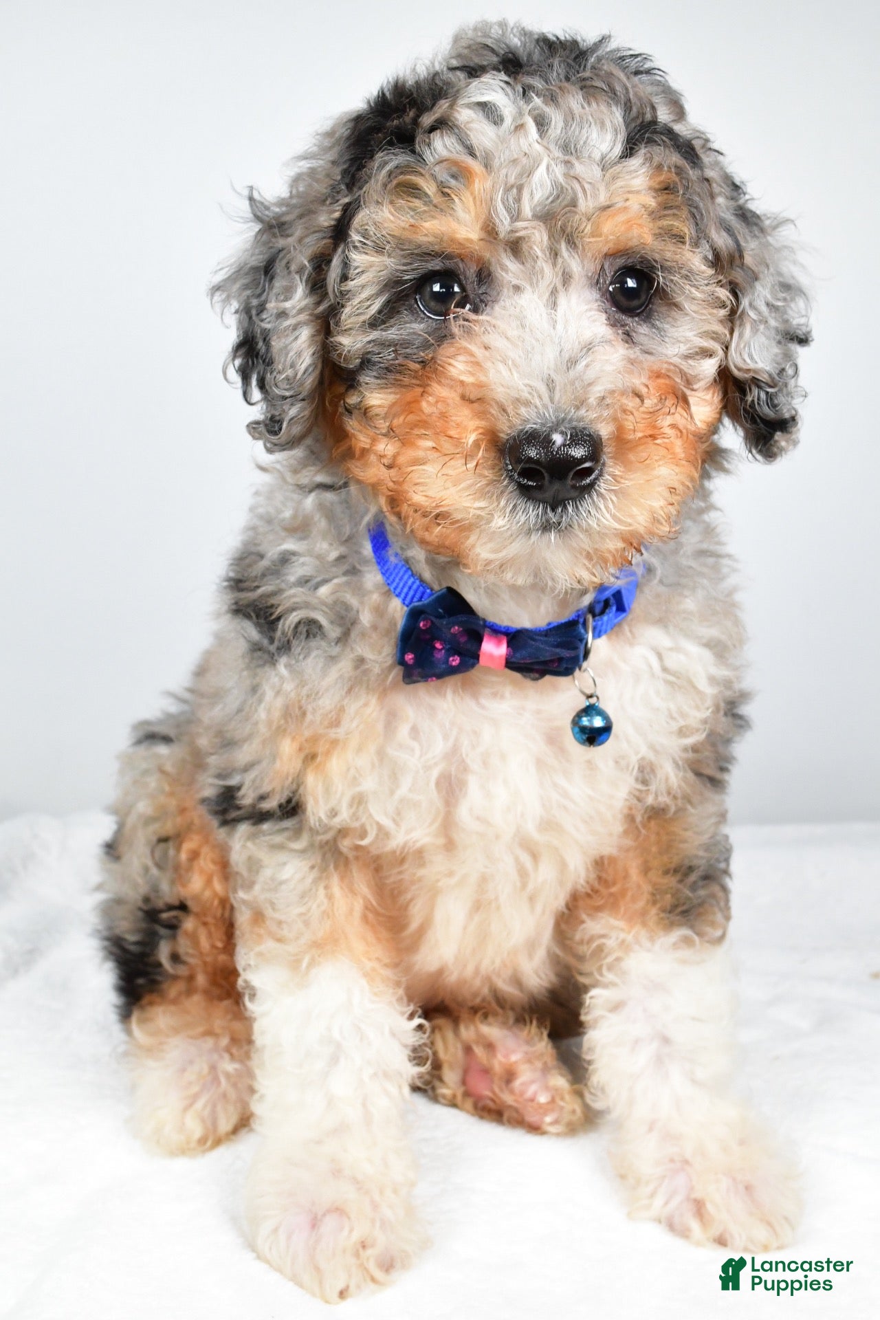 Mini Aussiedoodle dogs Shiloh - Ad 1
