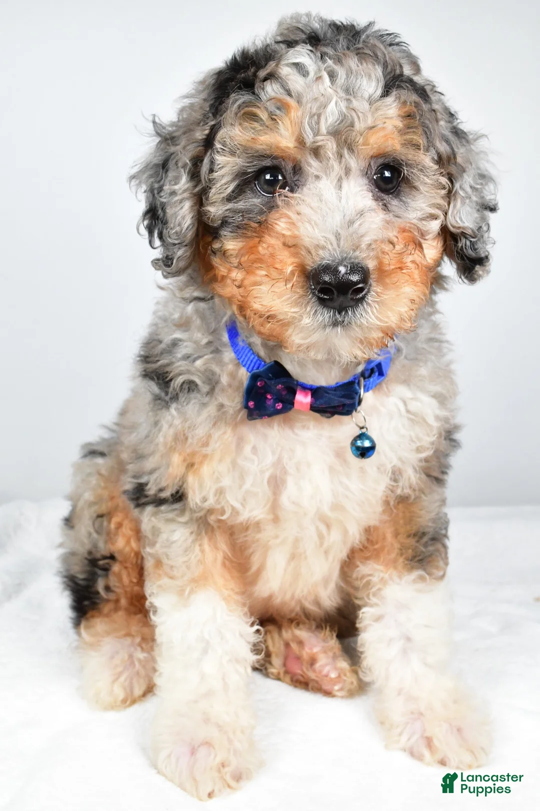 Mini Aussiedoodle dogs for sale: Shiloh - Ad 1