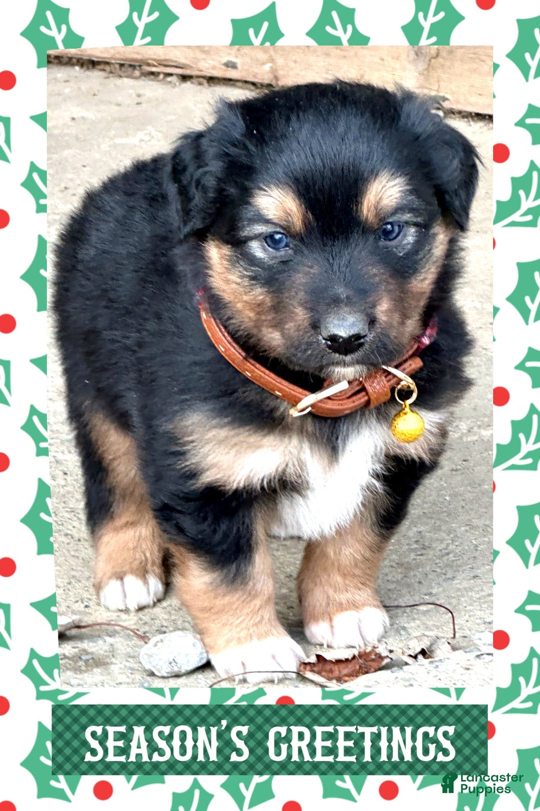 Miniature Australian Shepherd dogs for sale: Mistletoe - Ad 8