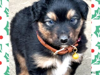 Miniature Australian Shepherd dogs Mistletoe - Ad 3