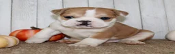 Mixed Breed dogs for sale: Arlo Male English Bulldog - Ad 10