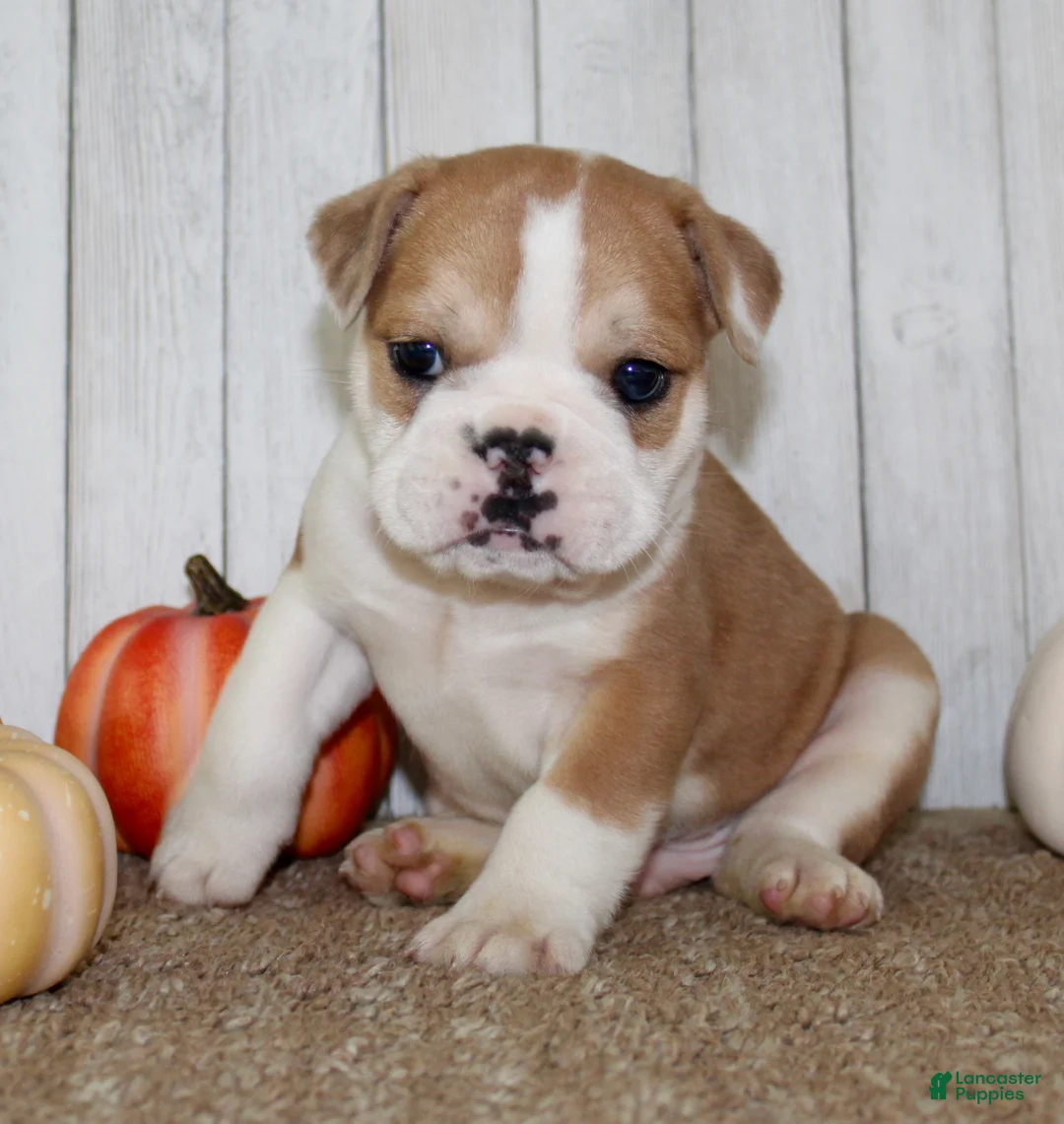 Mixed Breed dogs for sale: Arlo Male English Bulldog - Ad 10