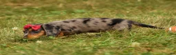 Miniature Dachshund dogs for sale: BAILEY - Ad 4