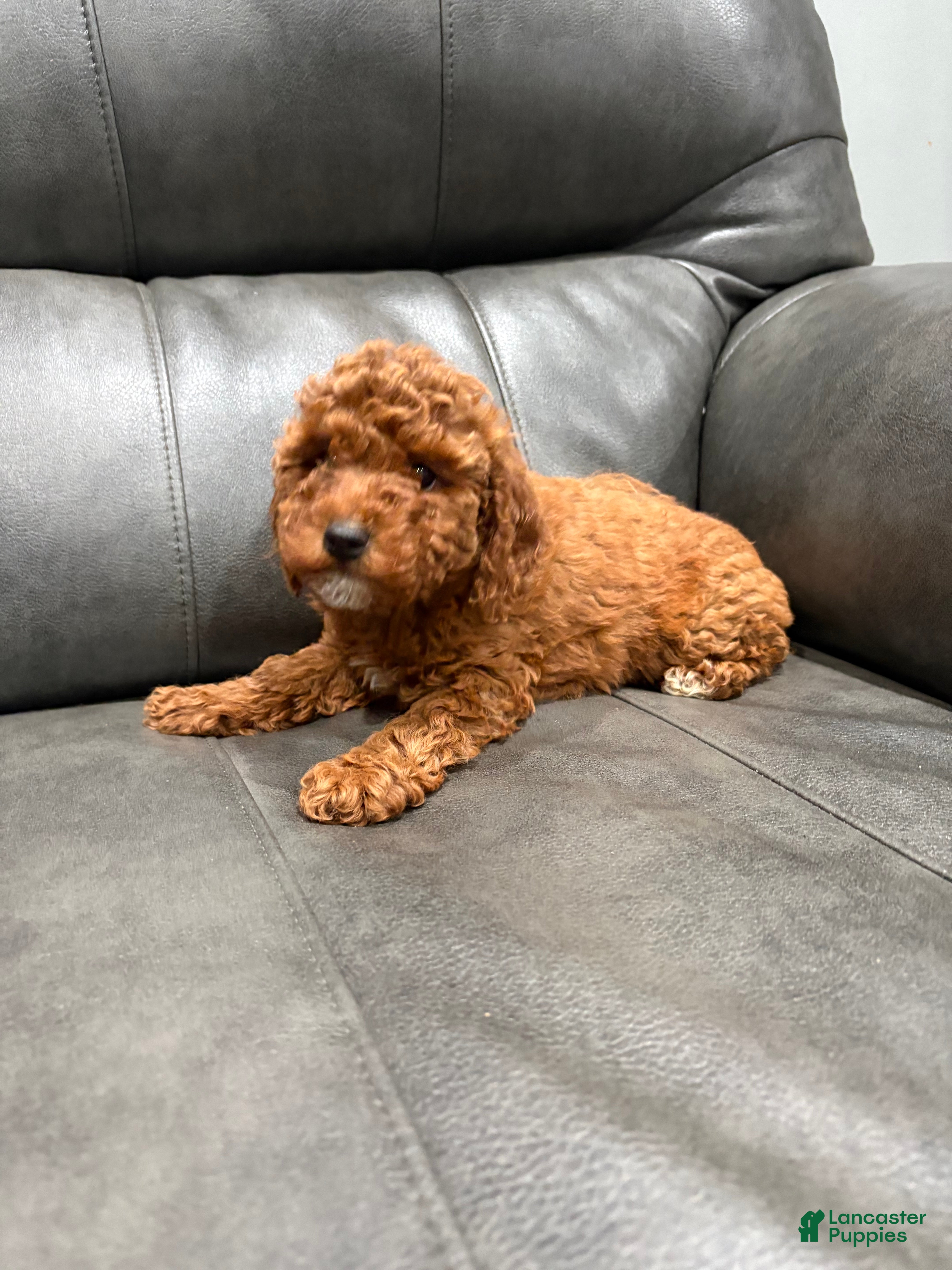 Toy Poodle dogs for sale: Candy  - Ad 1