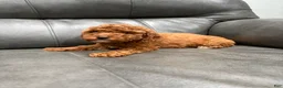 Toy Poodle dogs for sale: Candy  - Ad 1