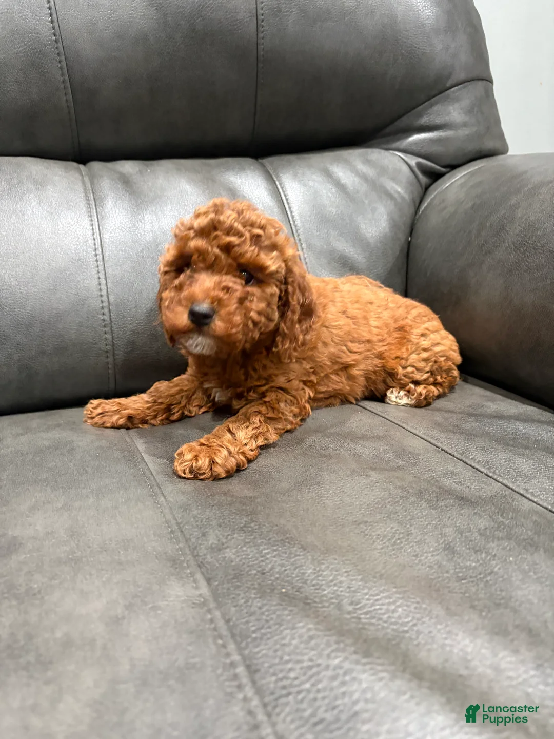 Toy Poodle dogs for sale: Candy  - Ad 1