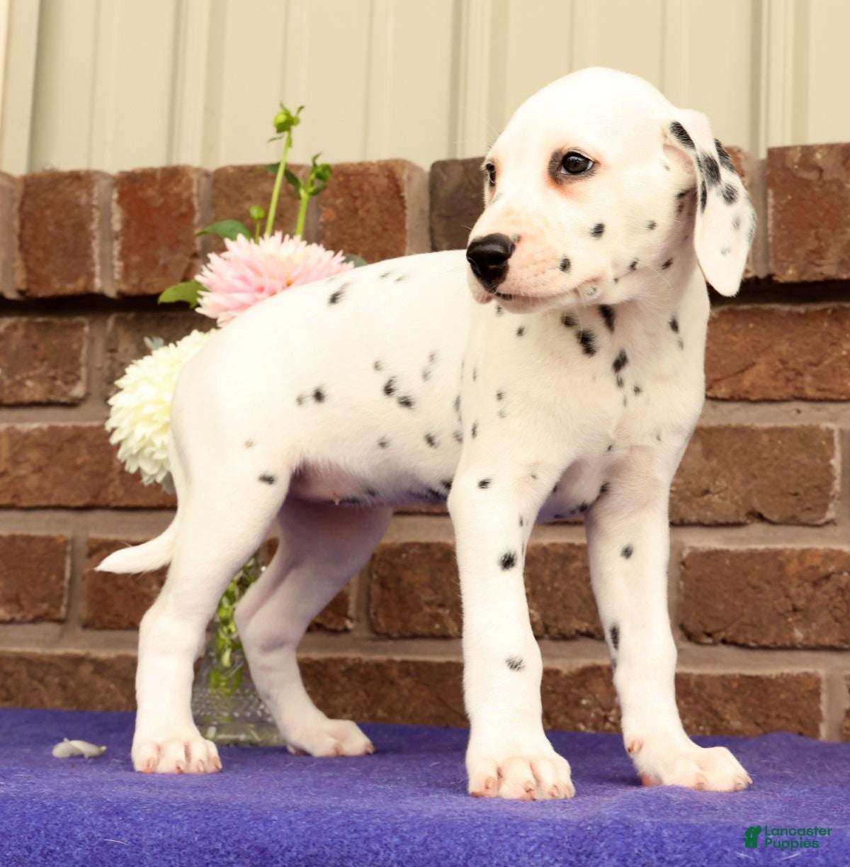 Dalmatian dogs Cindy - Ad 2