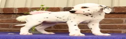 Dalmatian dogs for sale: Cindy - Ad 2