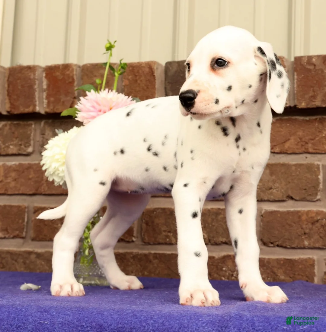 Dalmatian dogs for sale: Cindy - Ad 2