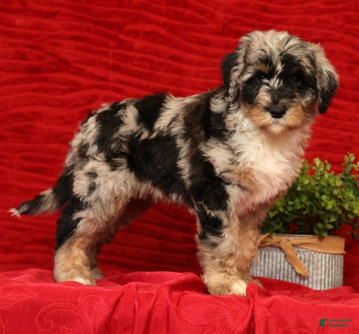 Sheepadoodle dogs for sale: Molly - Ad 1