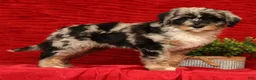 Sheepadoodle dogs for sale: Molly - Ad 1