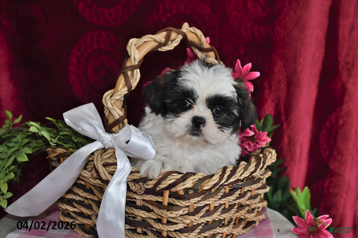 Shih Tzu dogs Shayla - Ad 1